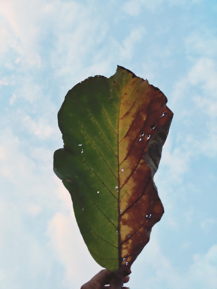 fallen leaf