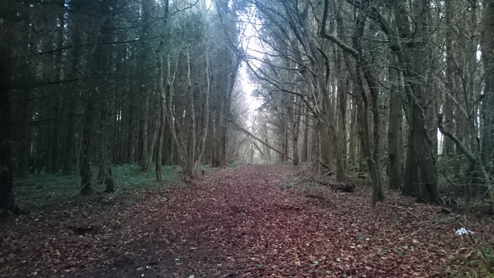 forest walk