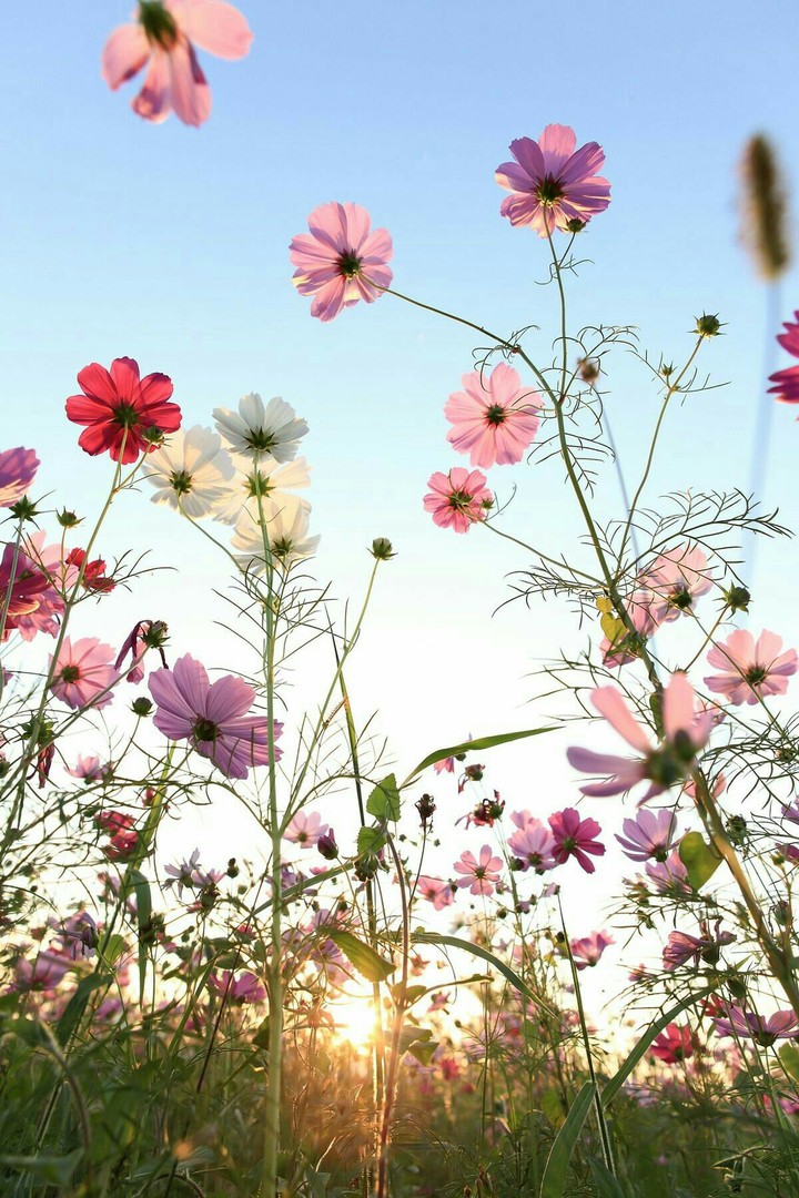flovers