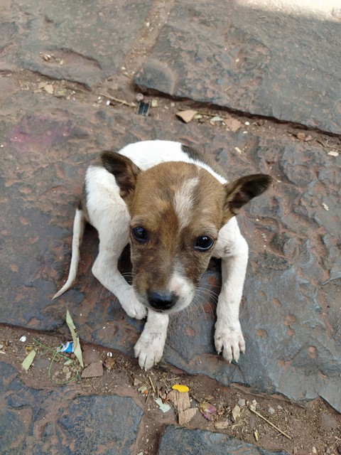 cute puppy
