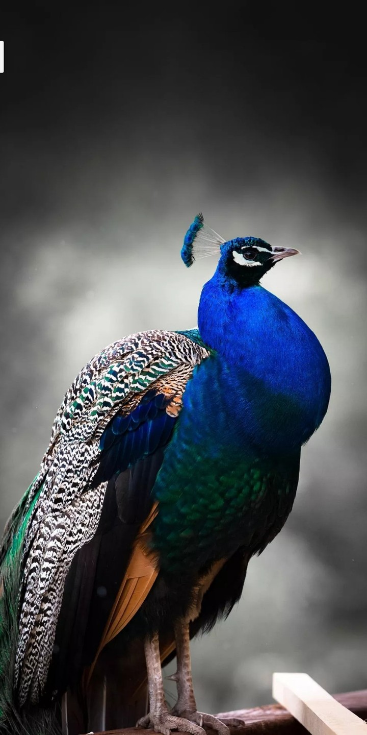 Peacock