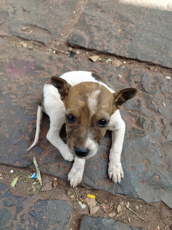 cute puppy