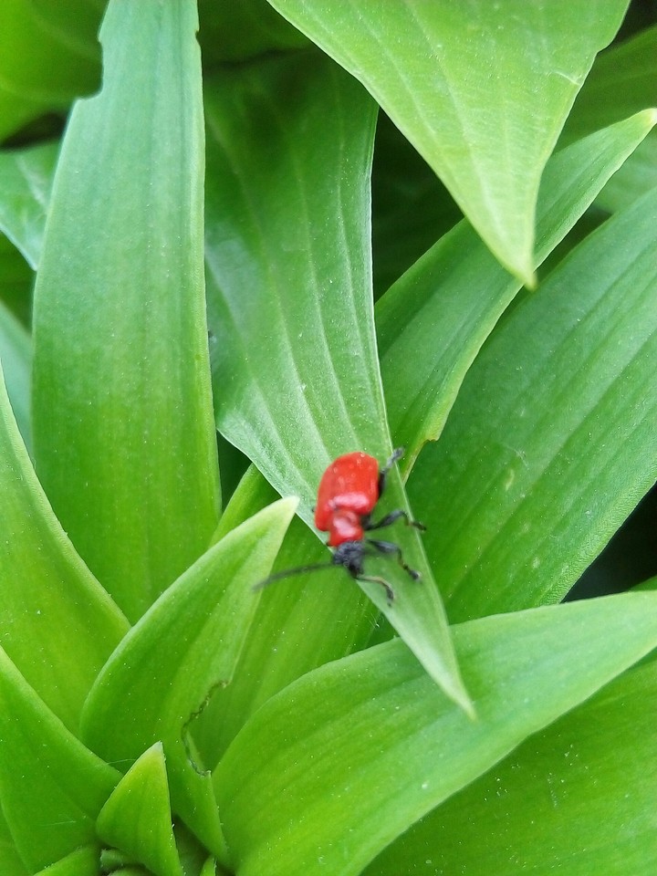 Greens and a insect