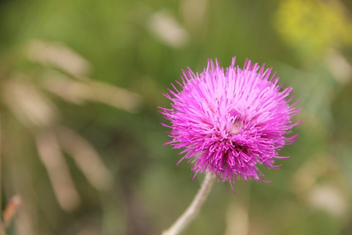 Wild flower