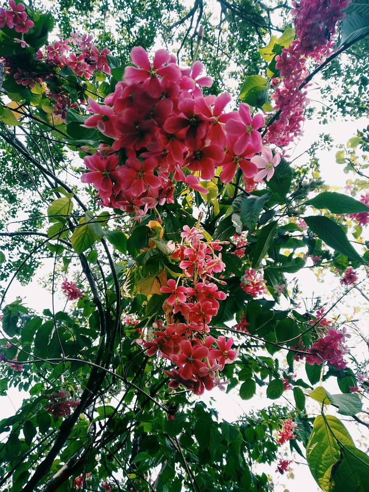 forest flower