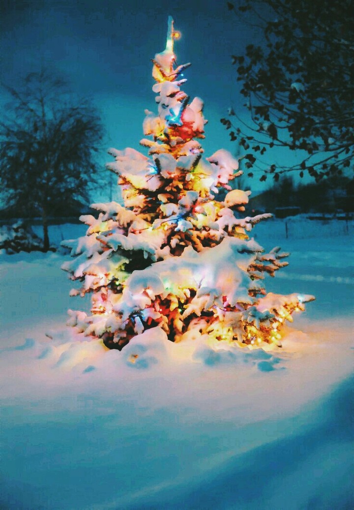 tree