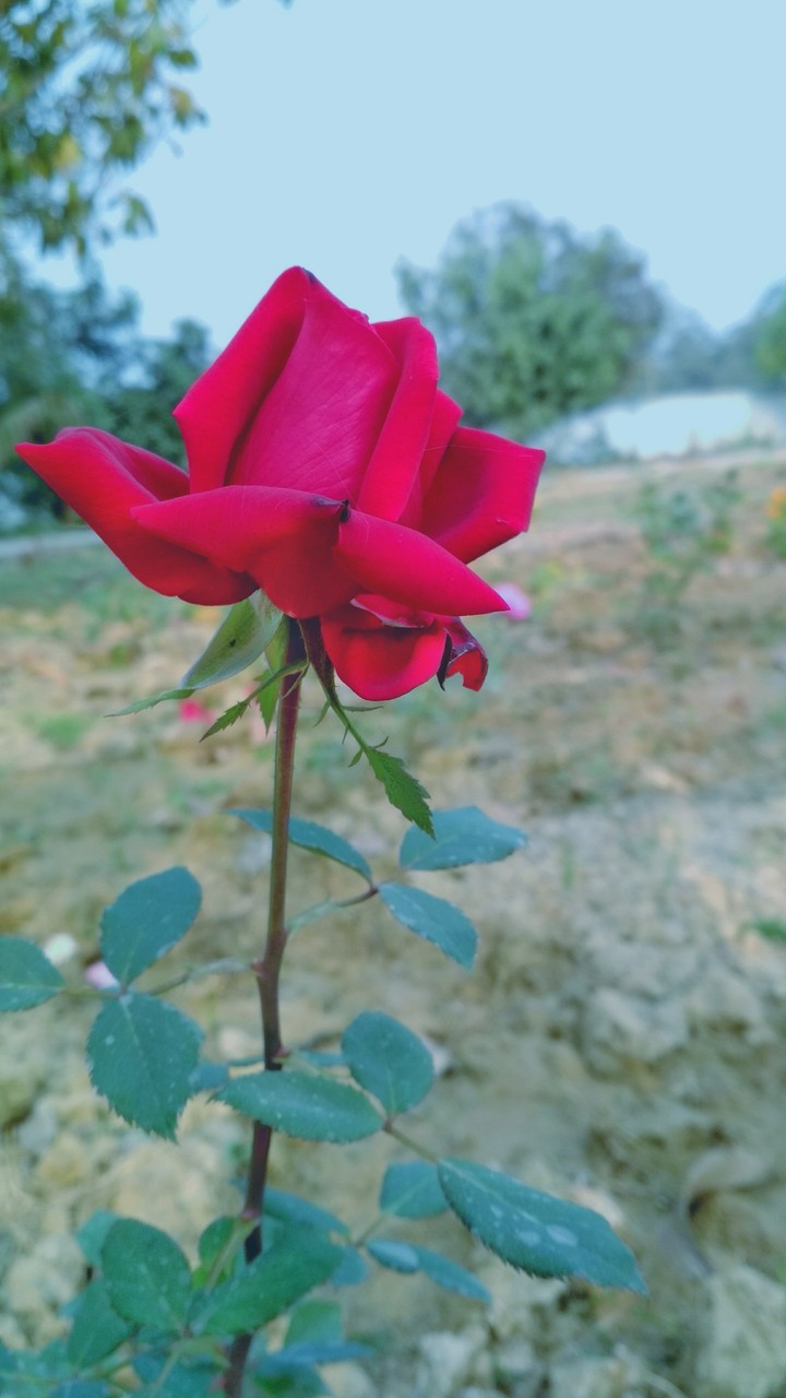 Saim Photography