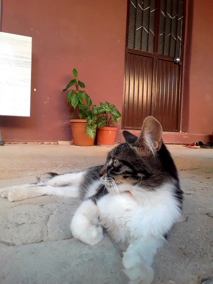 cat