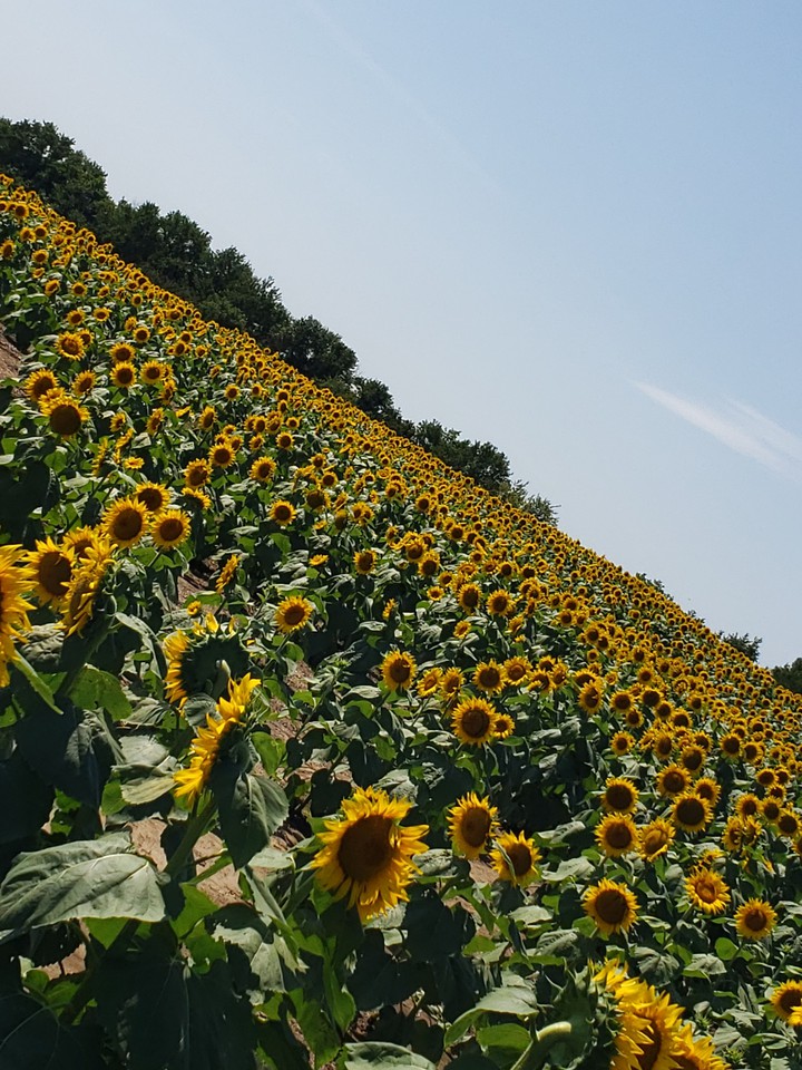 Sunflowers