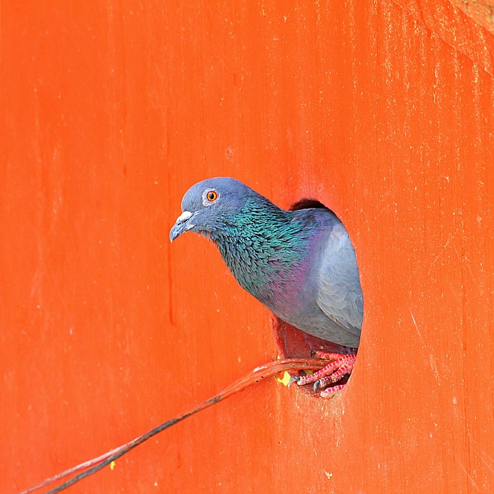 Pigeon