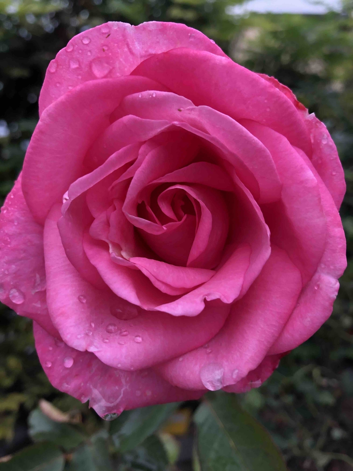 rose