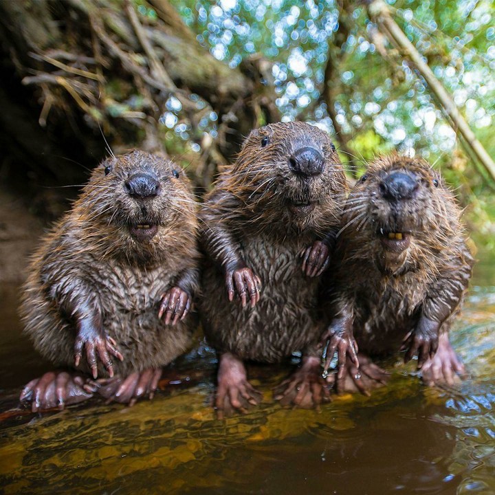 three amigos