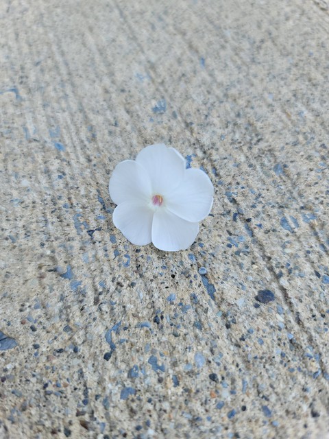 flower, circle Hintergrundbilder
