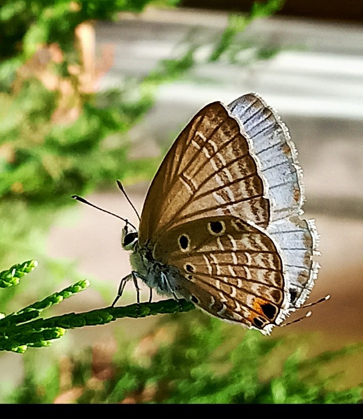 butterfly