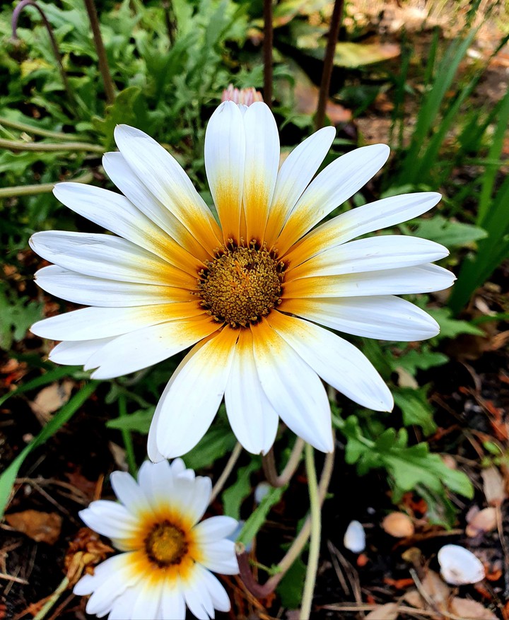 white flower