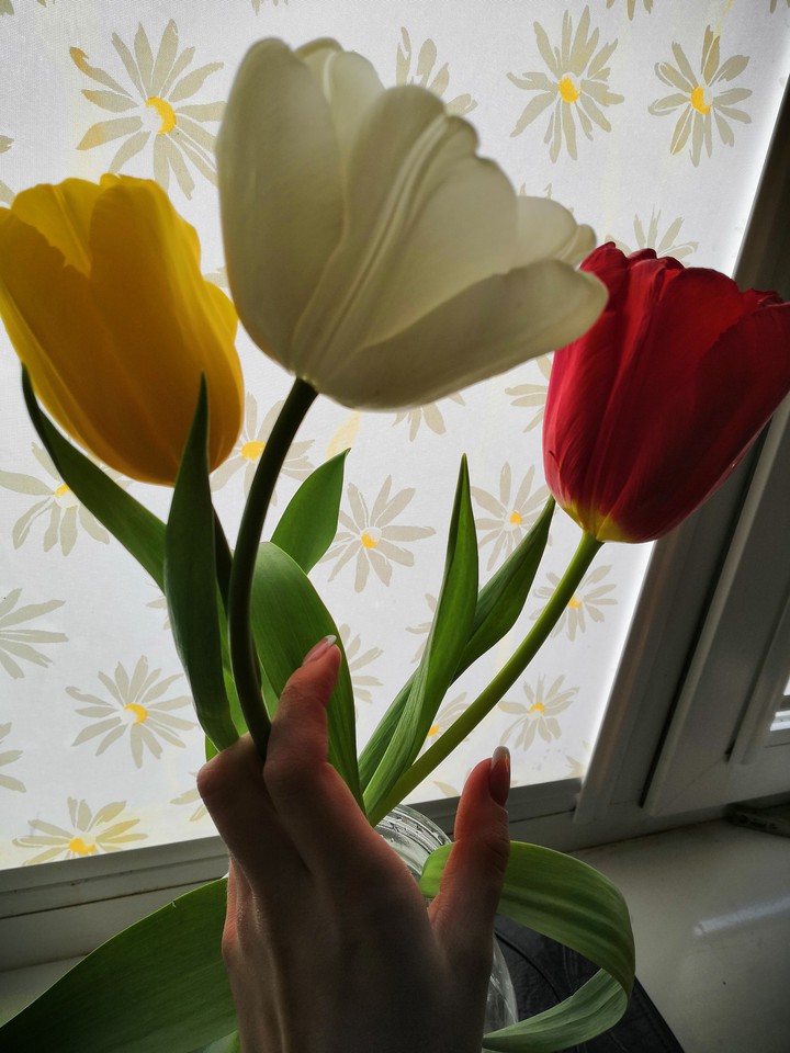 Tulips