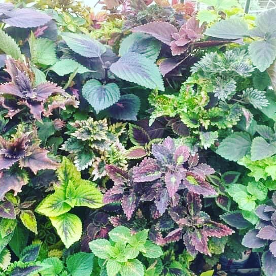coleus