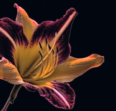 Flower, Petal, Lily