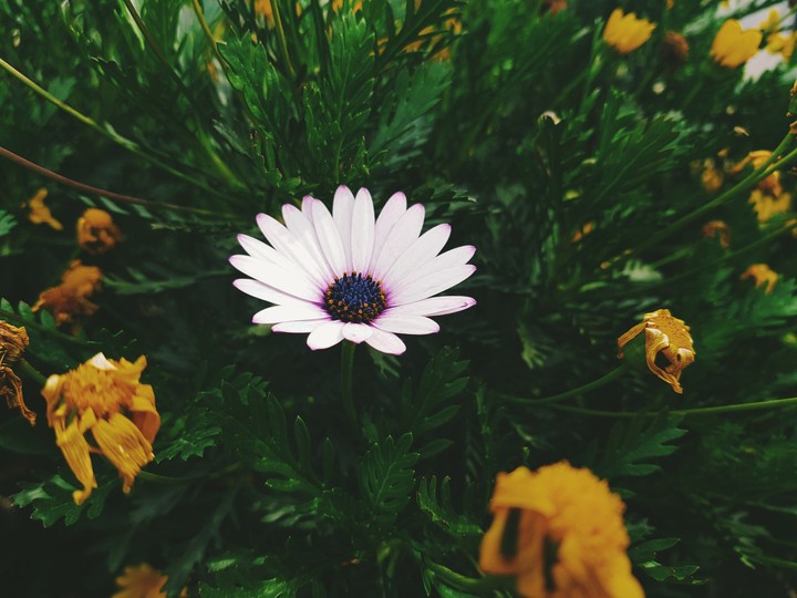 Flor de Primavera