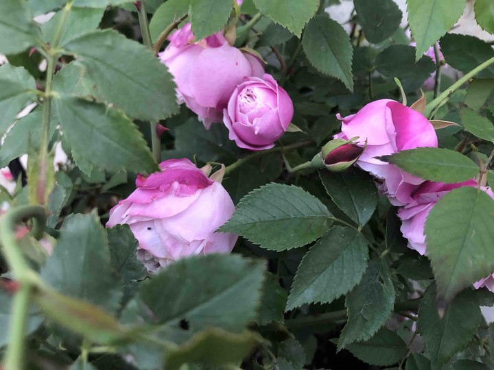 rose