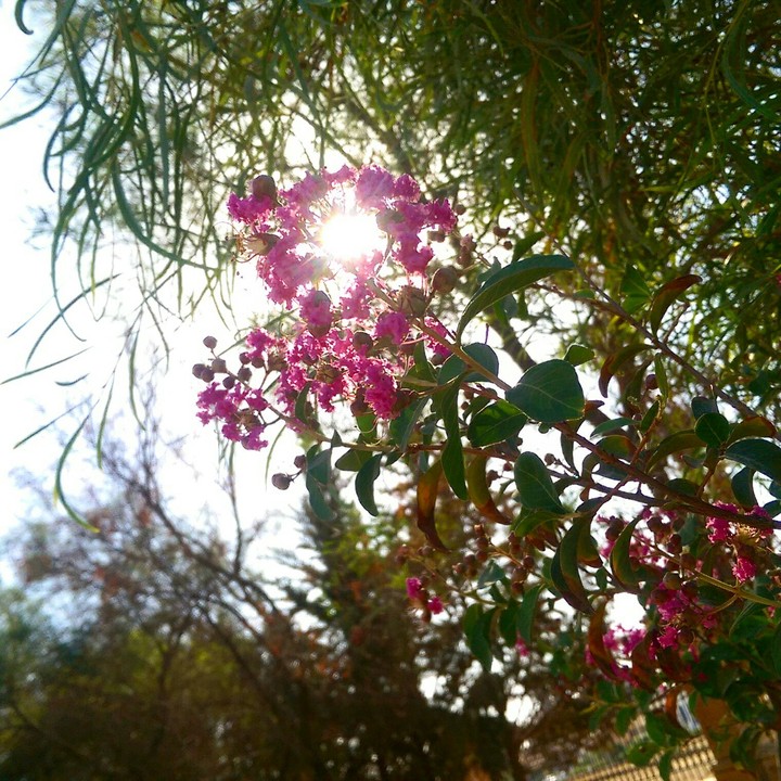 Sun with Flowers