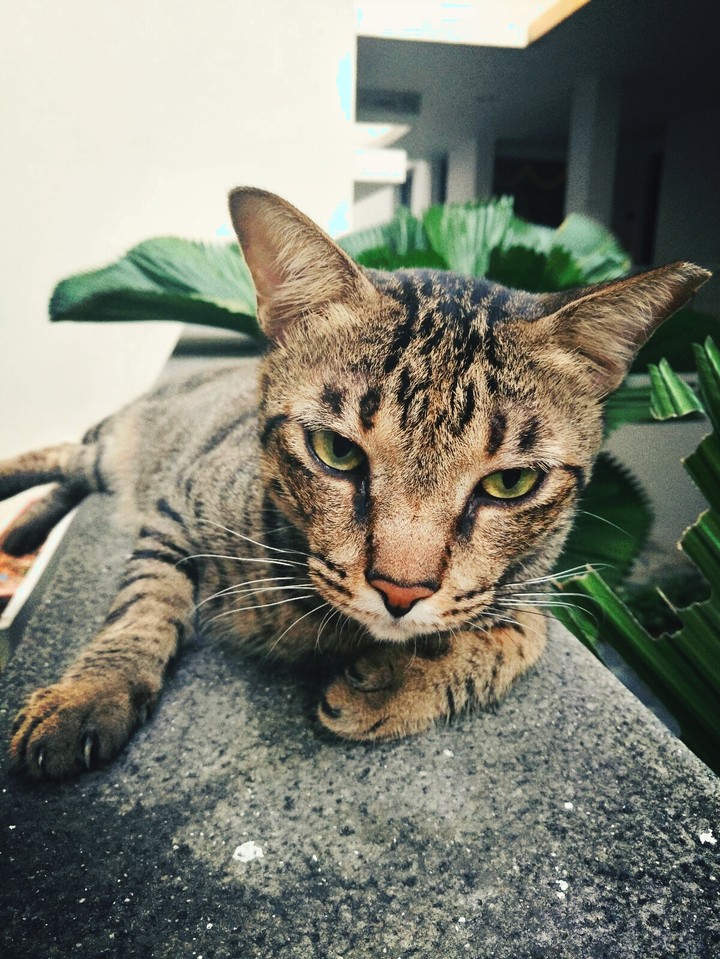 My bestfriend's cat