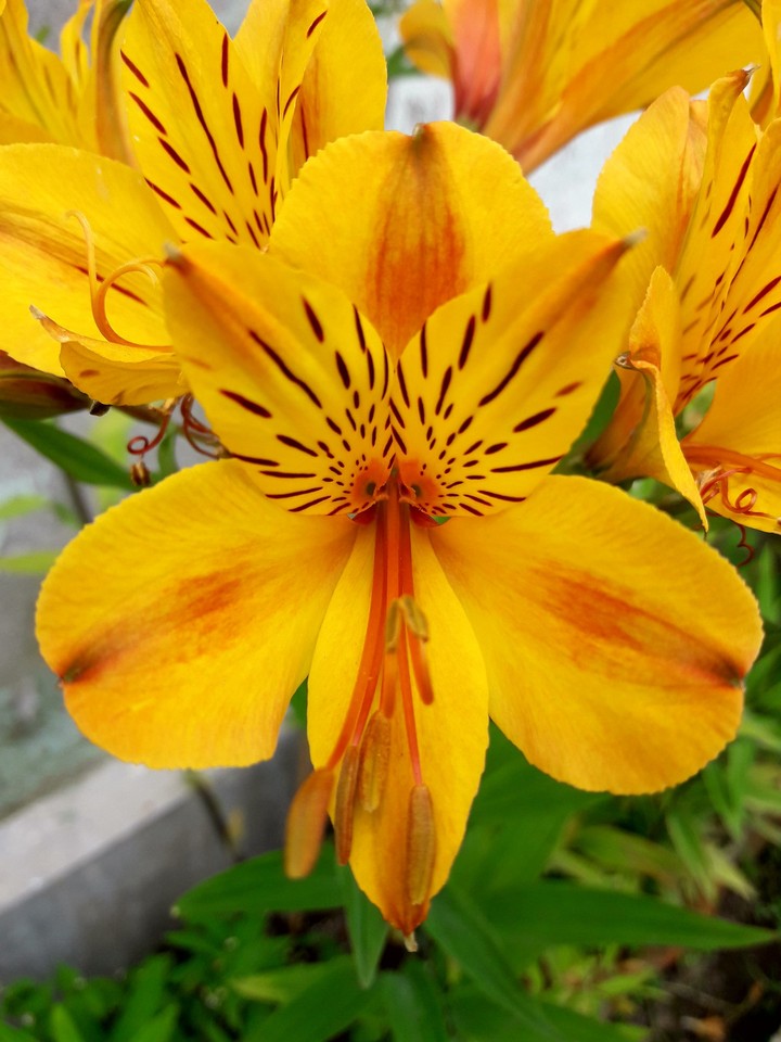 ORCHID