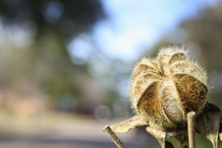 Odd plant