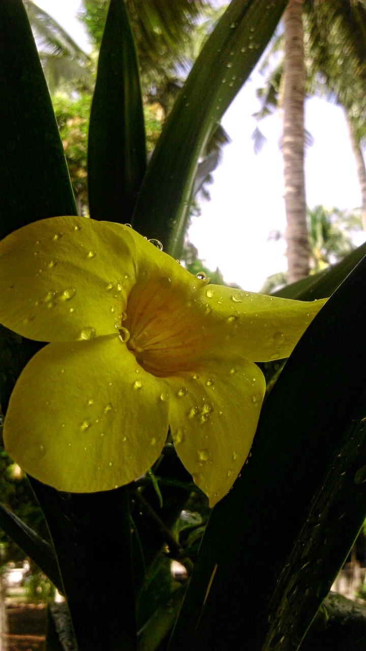 Fresh Yellow bell Flower.