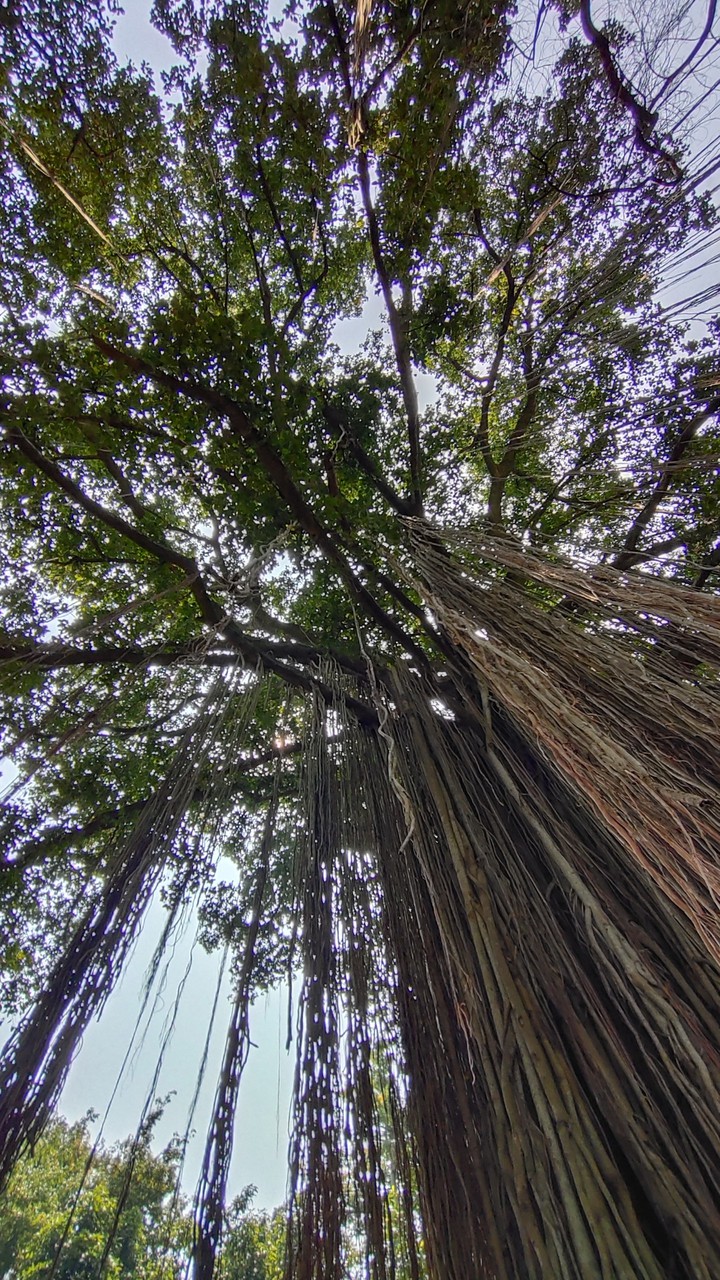 banyan tree age 200 years
