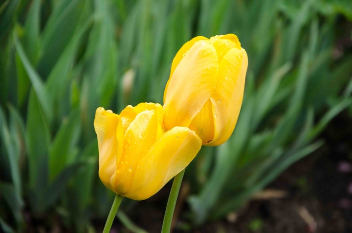 Tulips