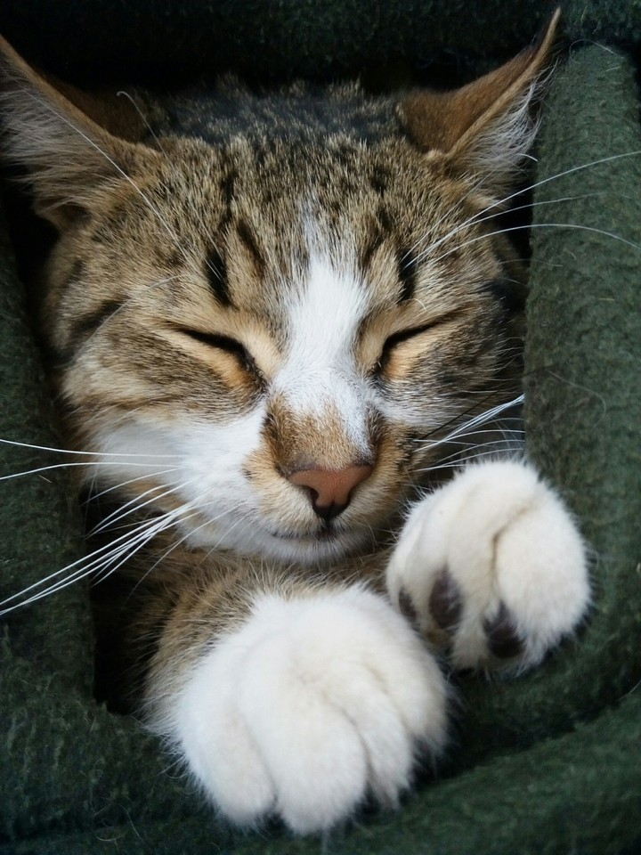 sweet kitty