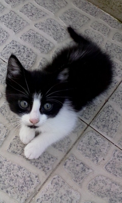 cat