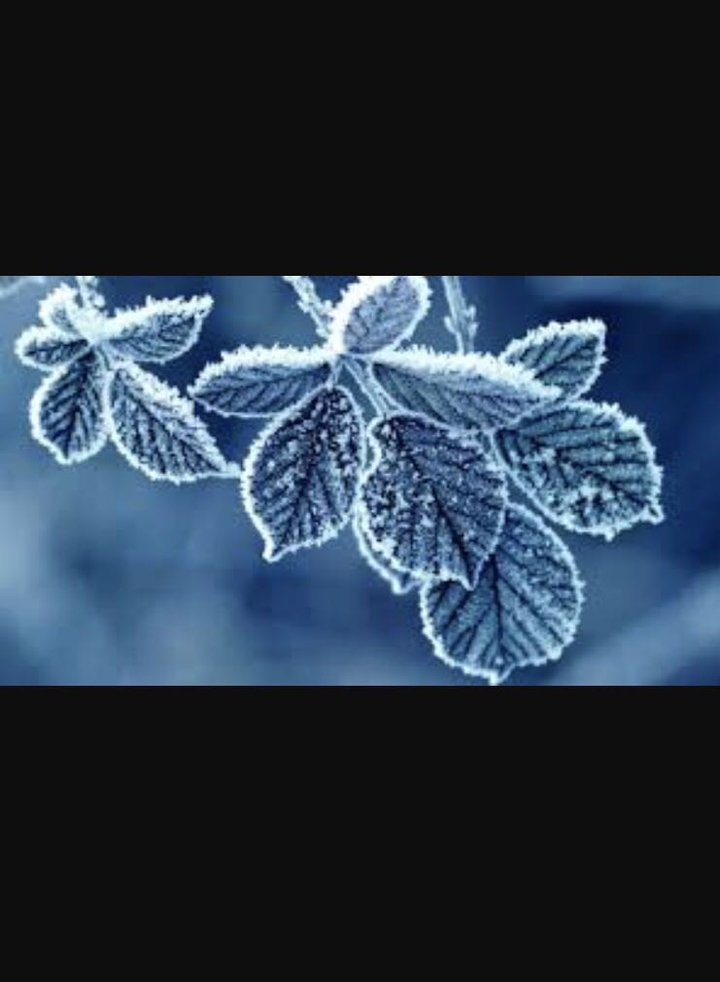 Frost