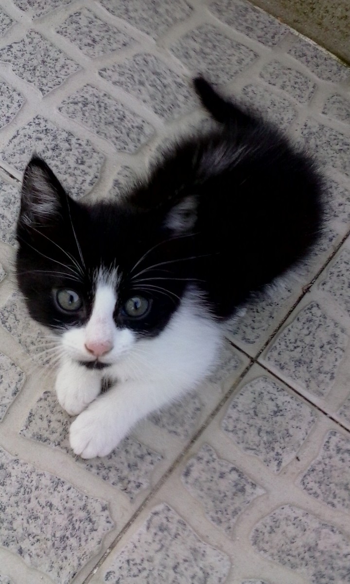 cat