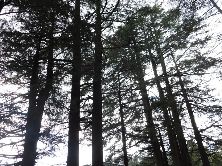 trees