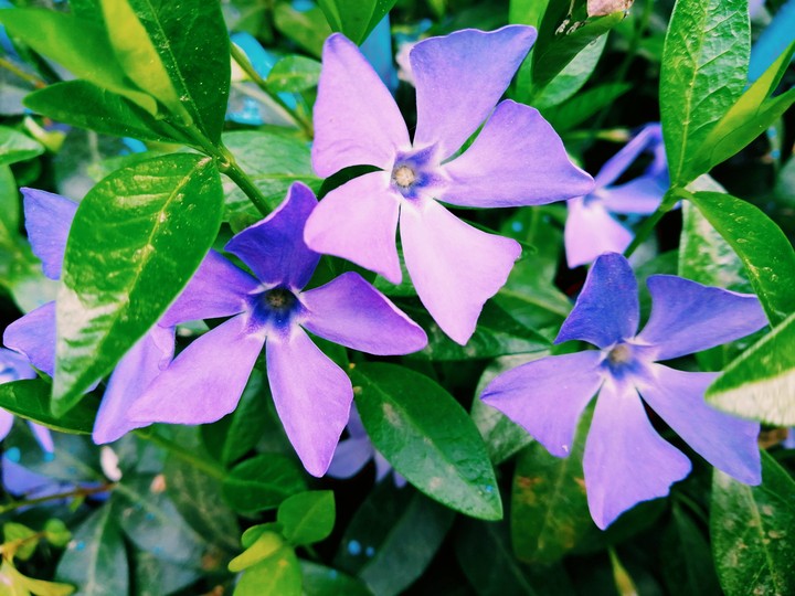 violet