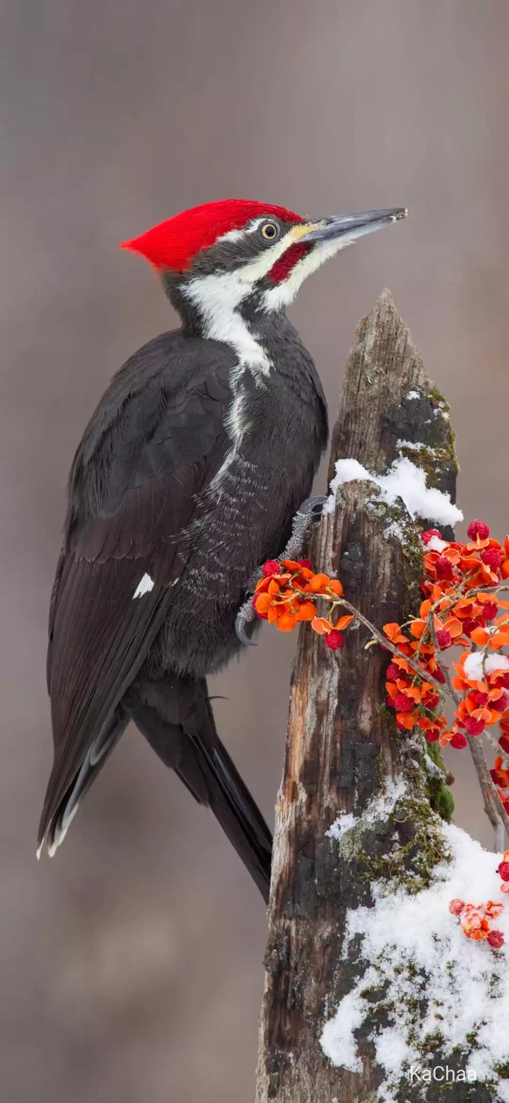 birds