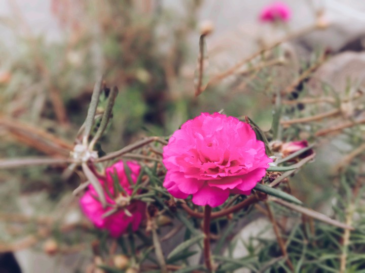 ##Grassy flower