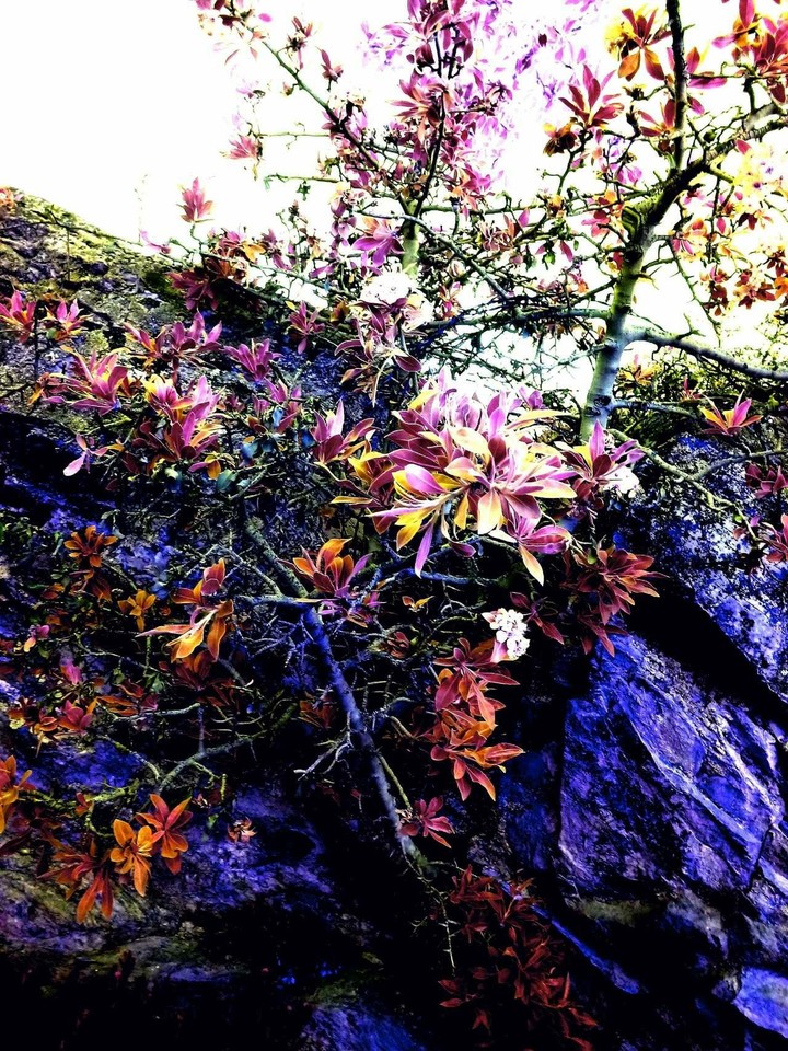 spring