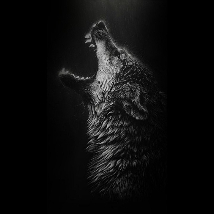 wolf
