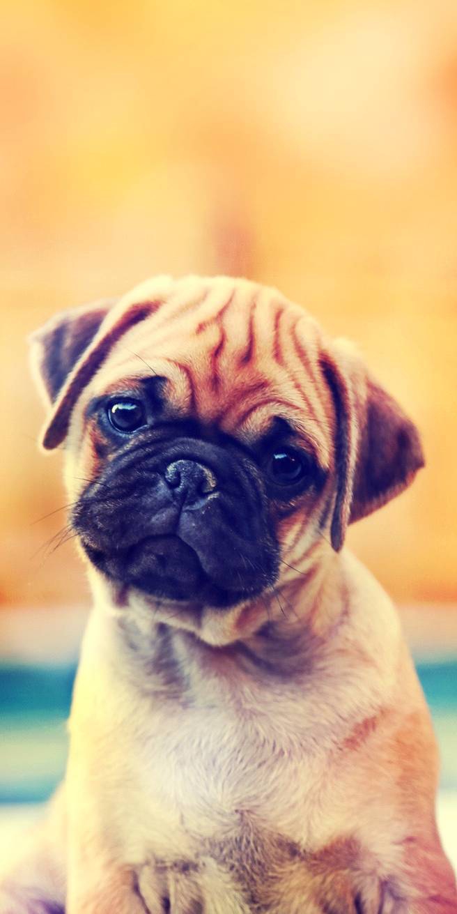 собака Dog