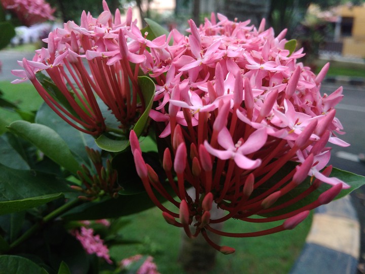 ixora