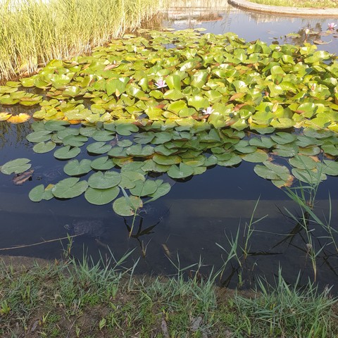 латаття