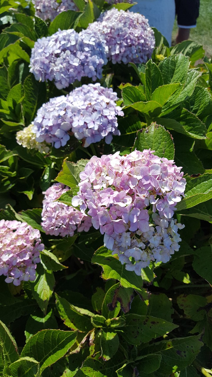 Hydrangea