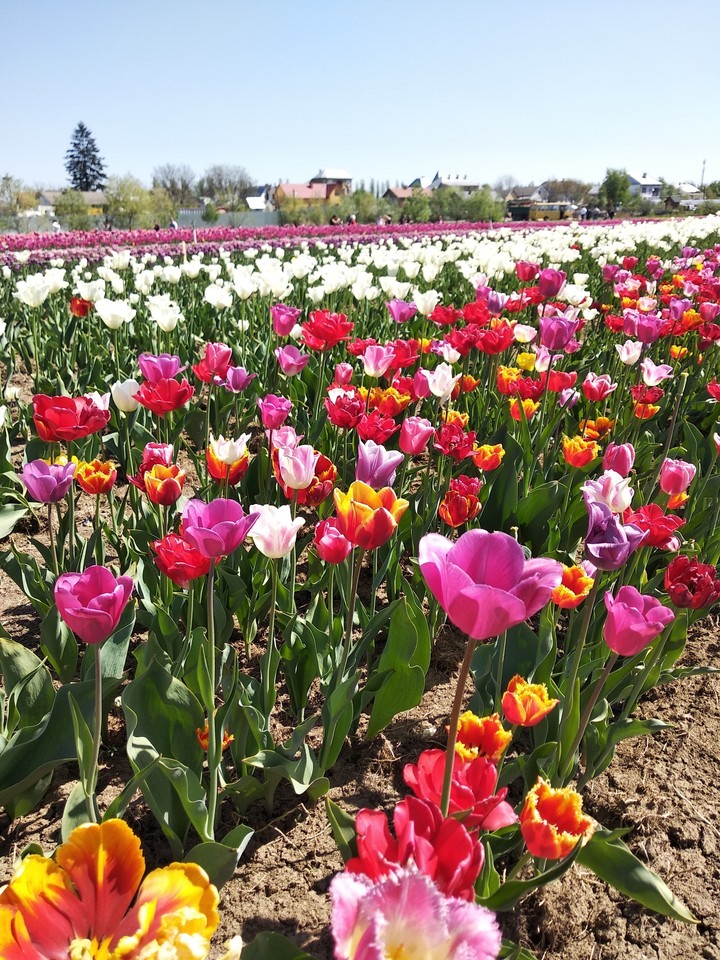 Tulip