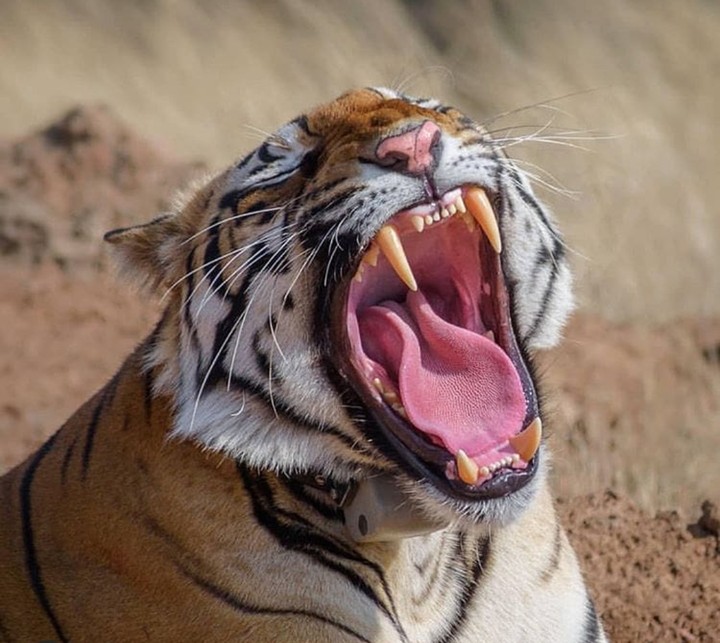roar