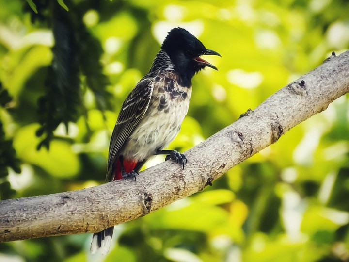 Bulbul