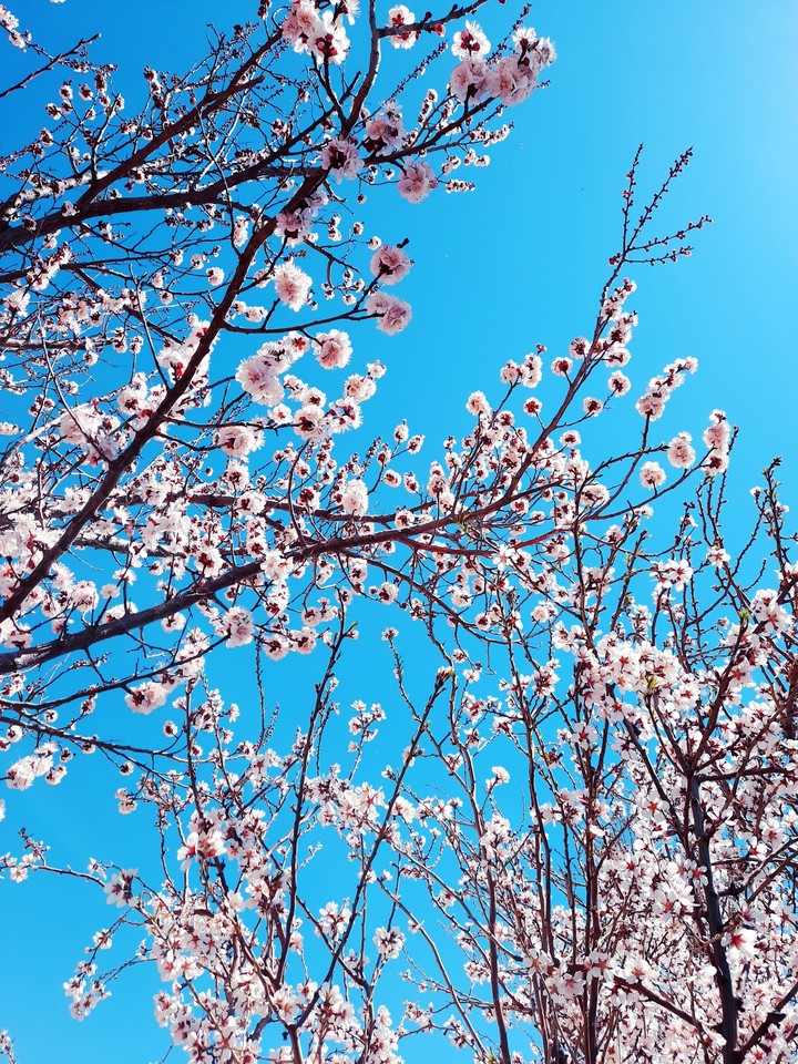 lovely spring