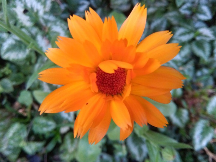 Orange flower